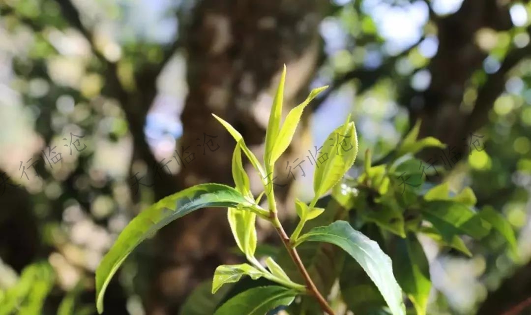 佤族旅游風(fēng)光