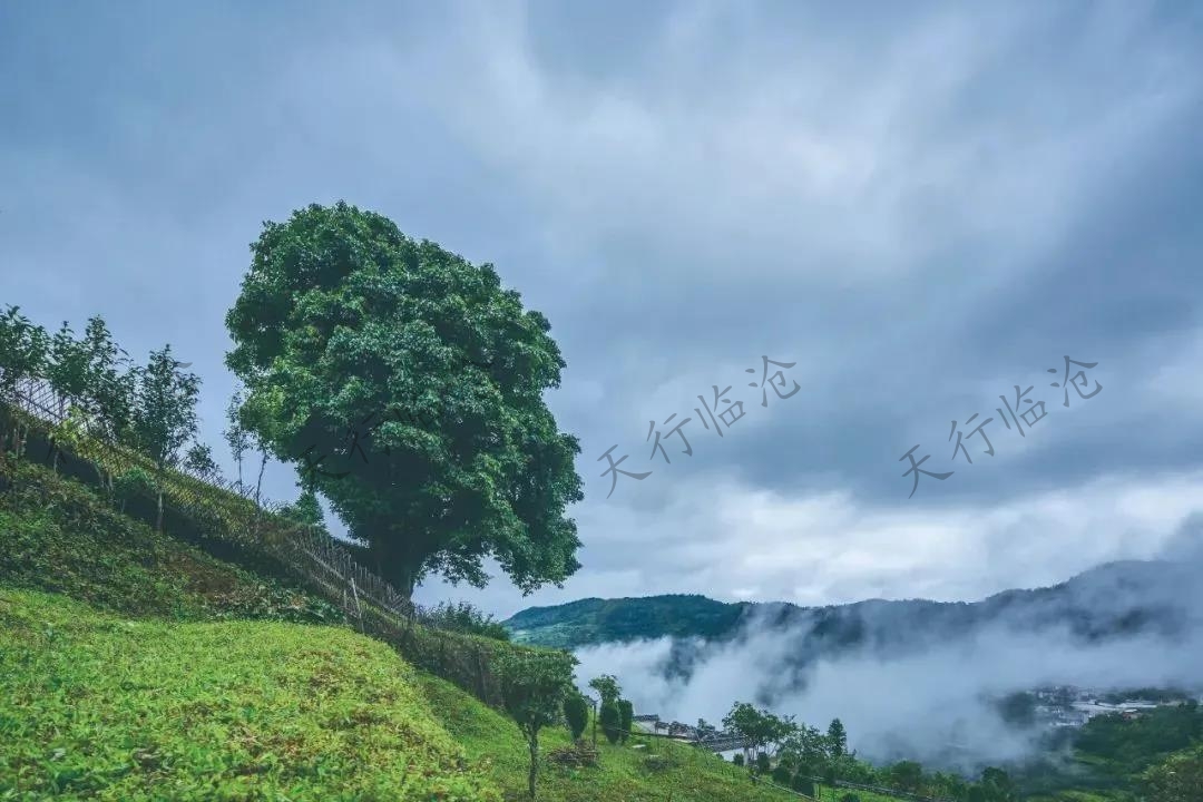 冰島古茶樹風(fēng)光