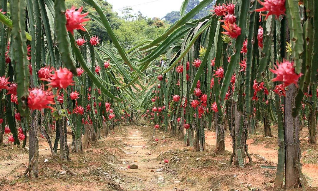 火龍果