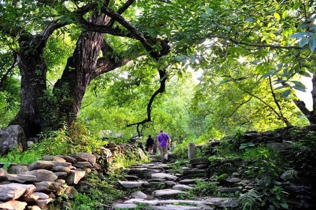 臨滄旅游去哪里？五老山國家森林公園歡迎您！