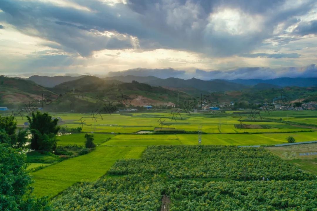 臨滄冰島茶文化體驗之旅