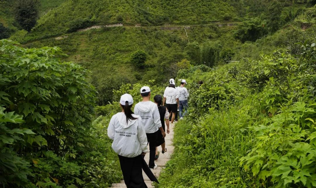 臨滄冰島茶文化體驗之旅