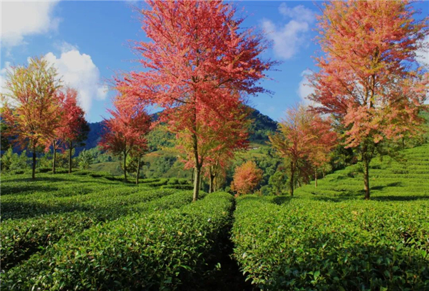 臨滄會展策劃：云茶10條茶旅精品線路