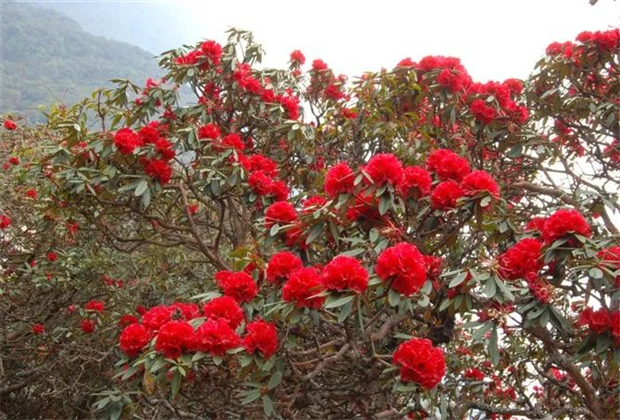 臨滄人游臨滄|花海絕色叫雨山