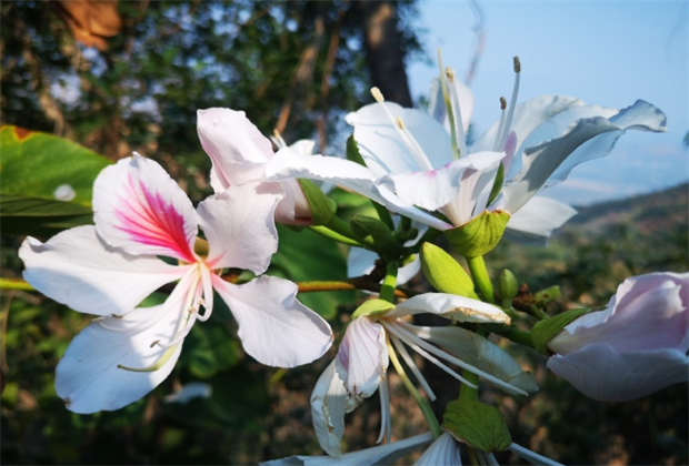 臨滄旅游：臨滄旅行社：繽紛味野吃花季